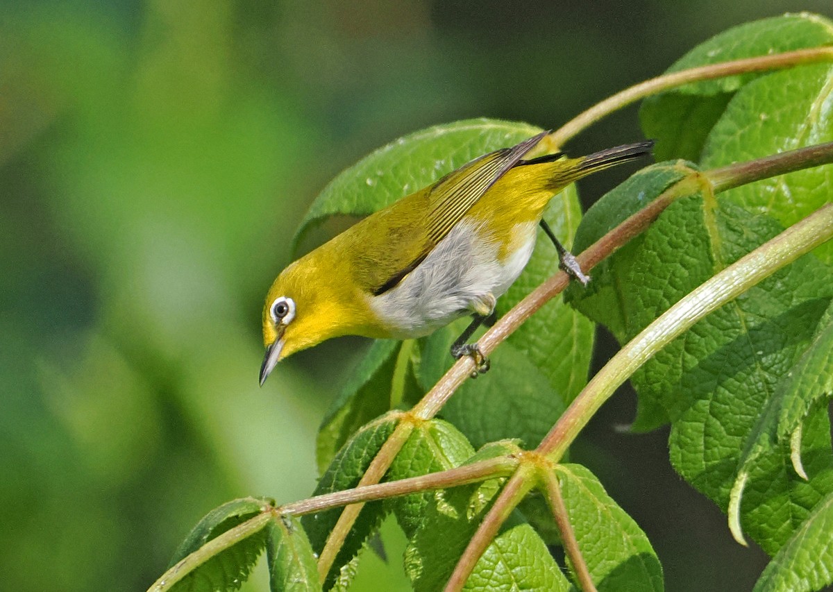 Warbling White-eye - ML643874241