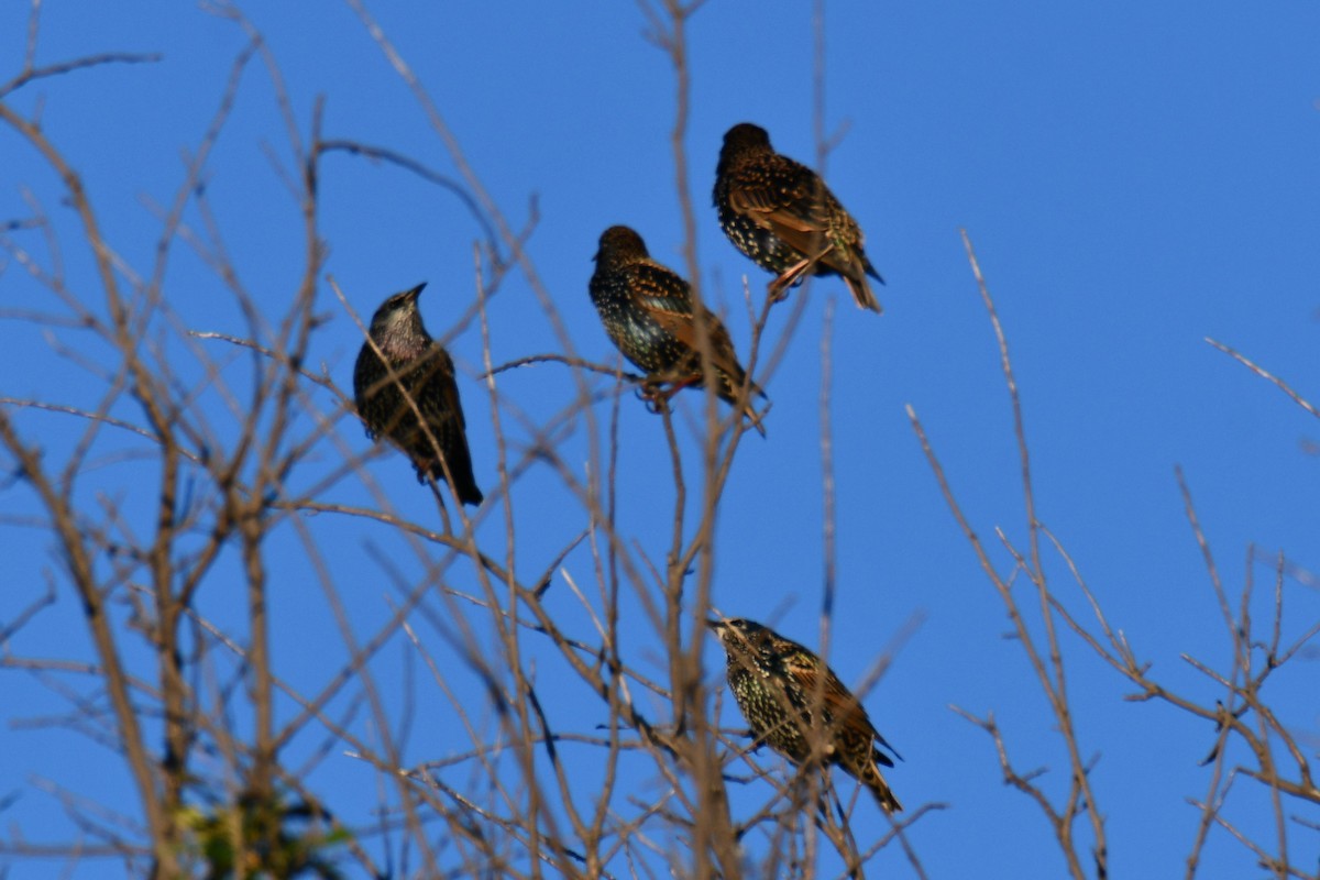 European Starling - ML643874244