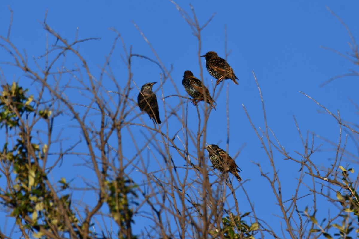 European Starling - ML643874245