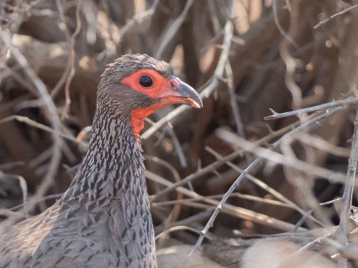 Swainson's Spurfowl - ML643874263