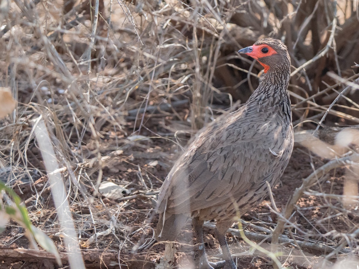 Swainson's Spurfowl - ML643874264