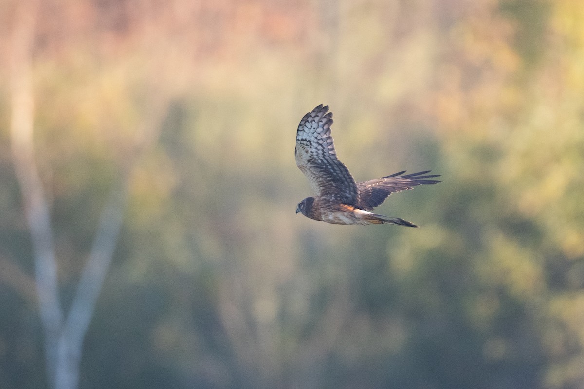 Northern Harrier - ML643874266
