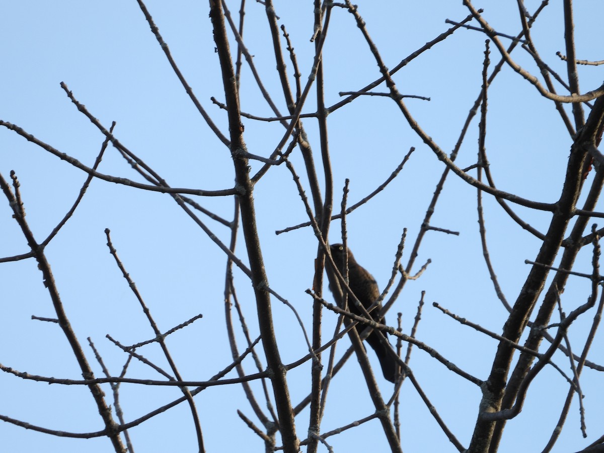 Rusty Blackbird - ML643874270