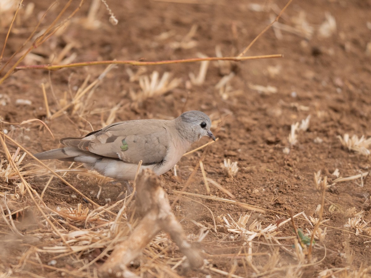 Emerald-spotted Wood-Dove - ML643874284