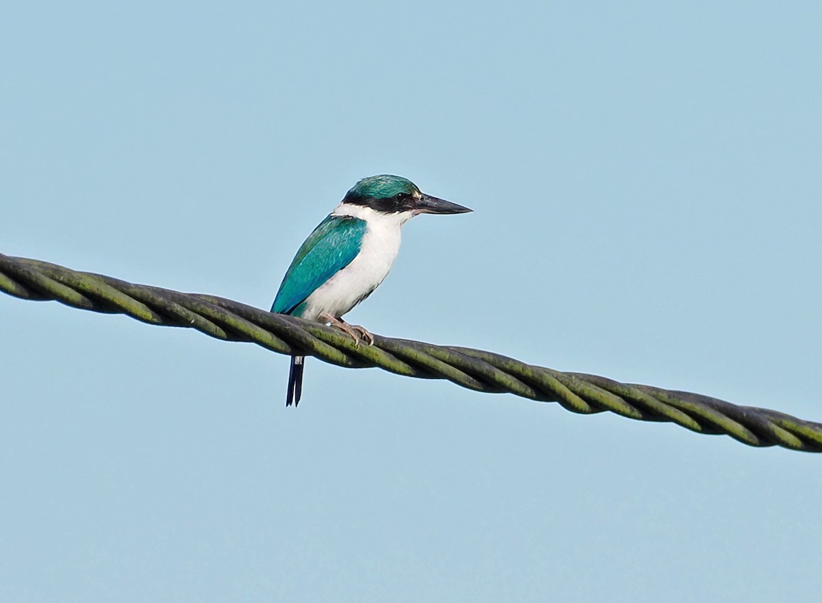 Collared Kingfisher (Collared) - ML643874286