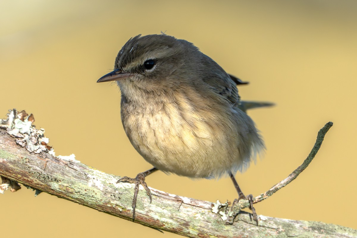 Palm Warbler - ML643874291