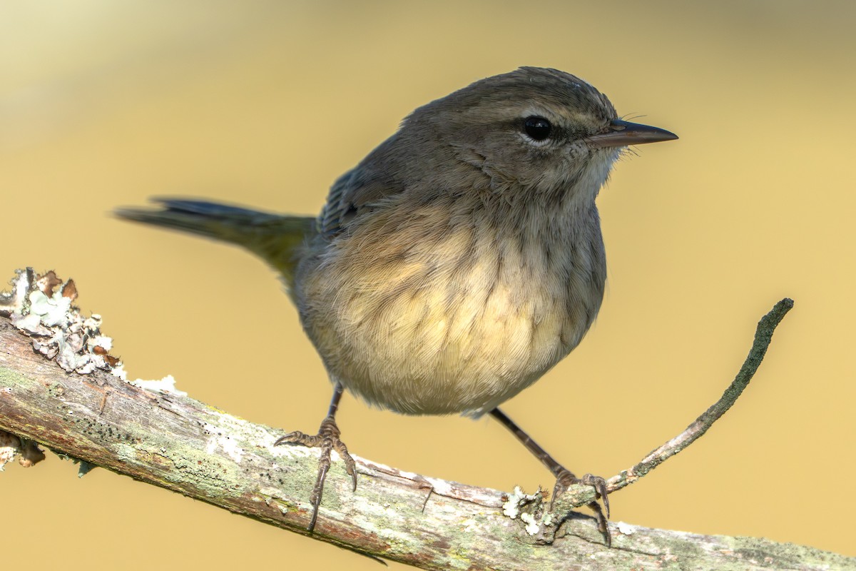Palm Warbler - ML643874292