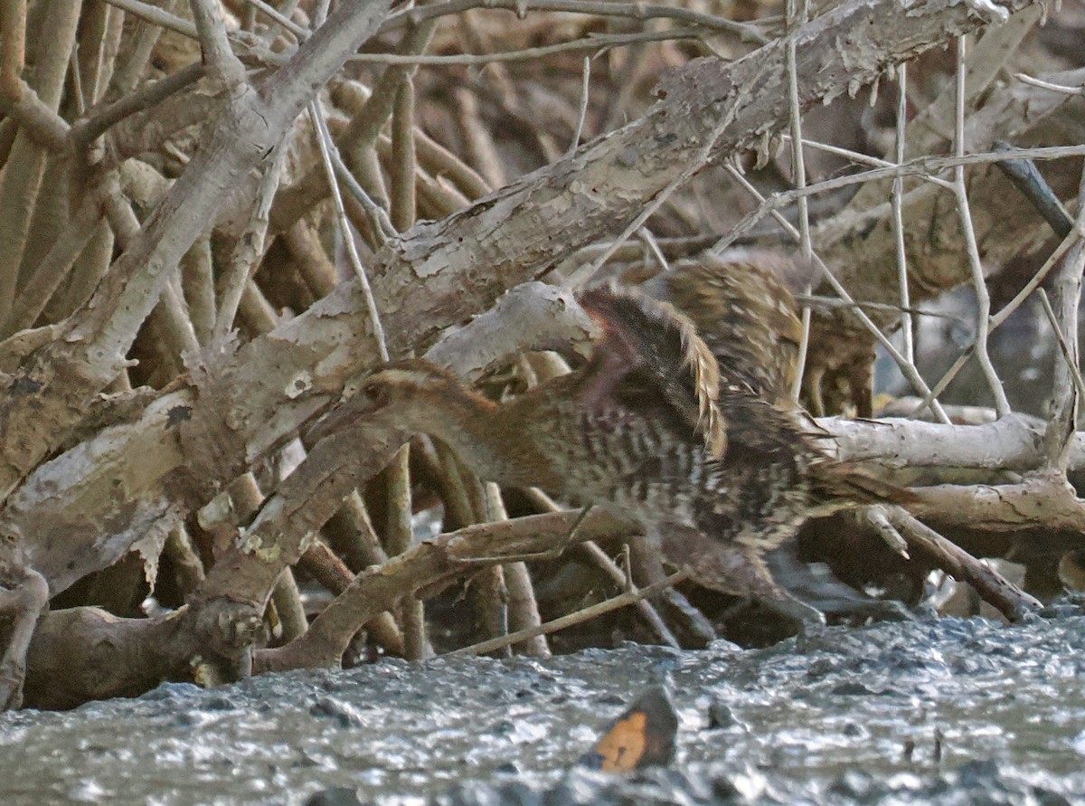 Buff-banded Rail - ML643874293