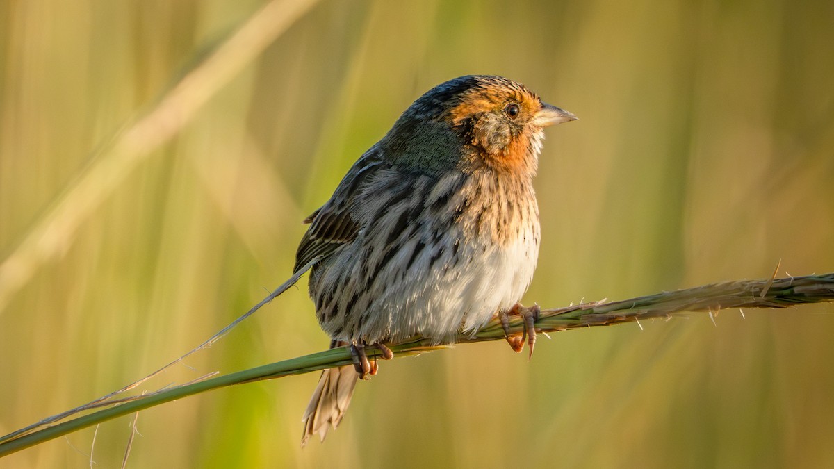 Saltmarsh Sparrow - ML643874324