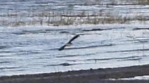 Wilson's Snipe - ML643874330