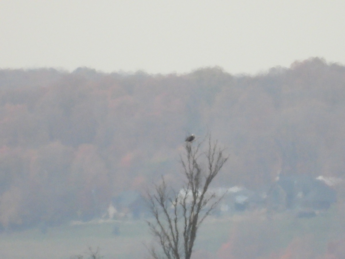 Bald Eagle - ML643874336