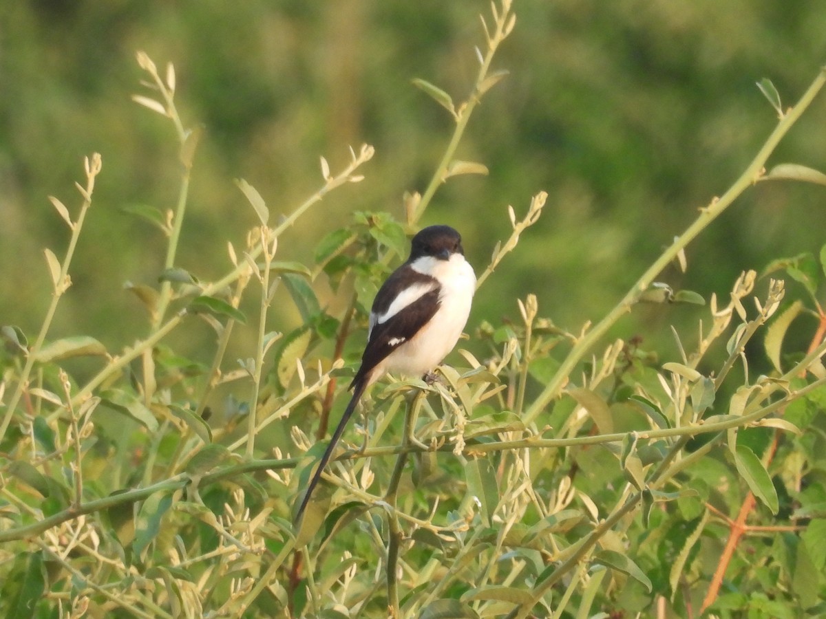 Northern Fiscal - ML643874349