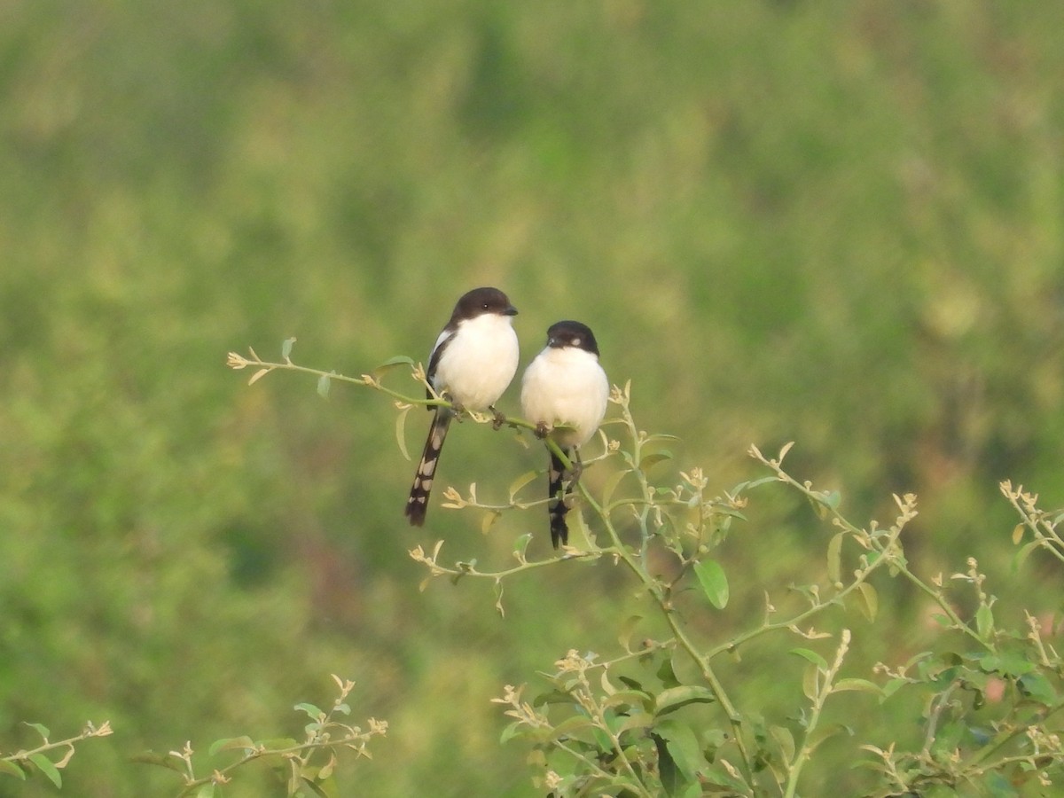 Northern Fiscal - ML643874350