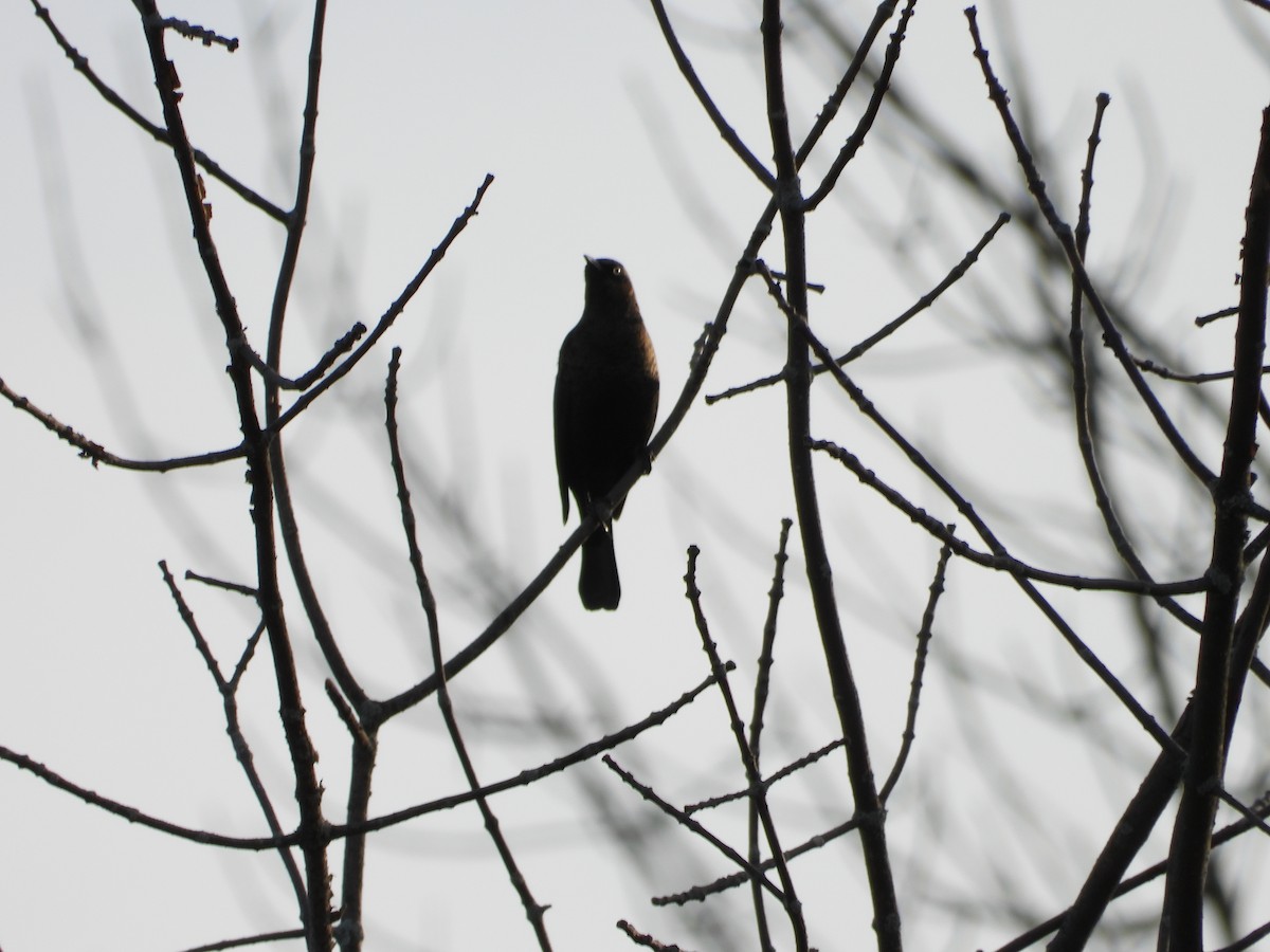 Rusty Blackbird - ML643874351