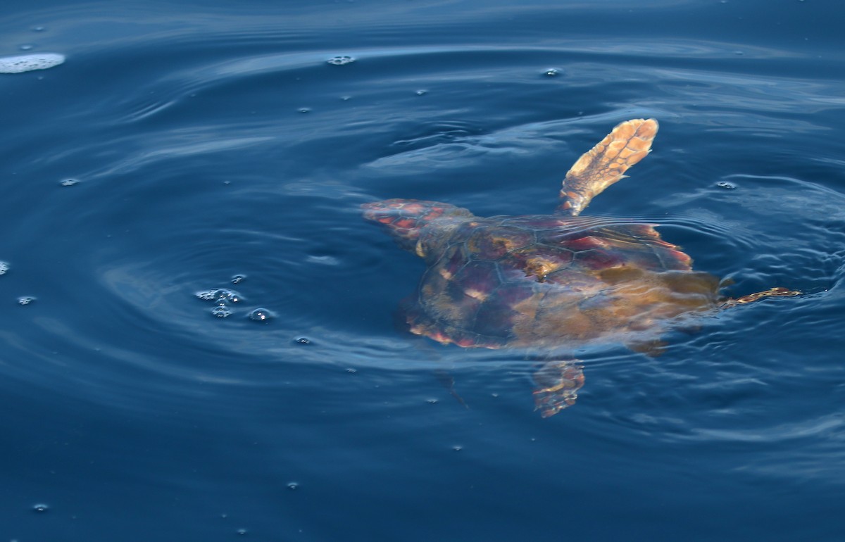 Loggerhead Sea Turtle - ML643874353