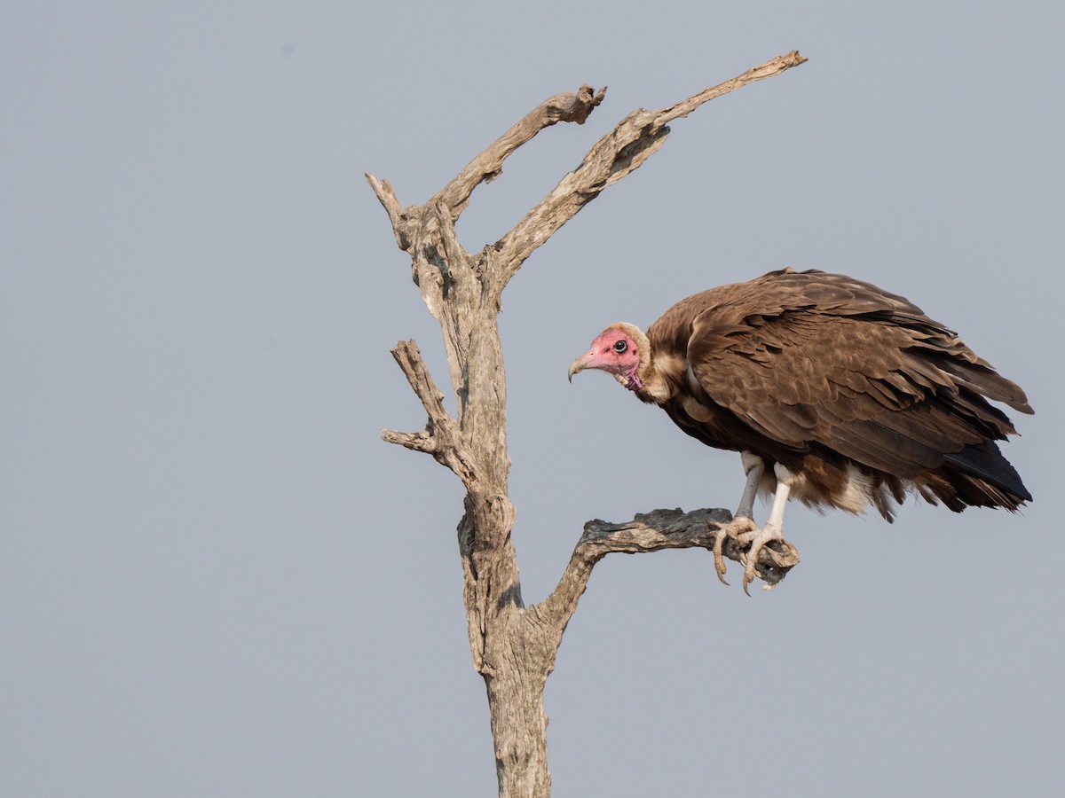 Hooded Vulture - ML643874355