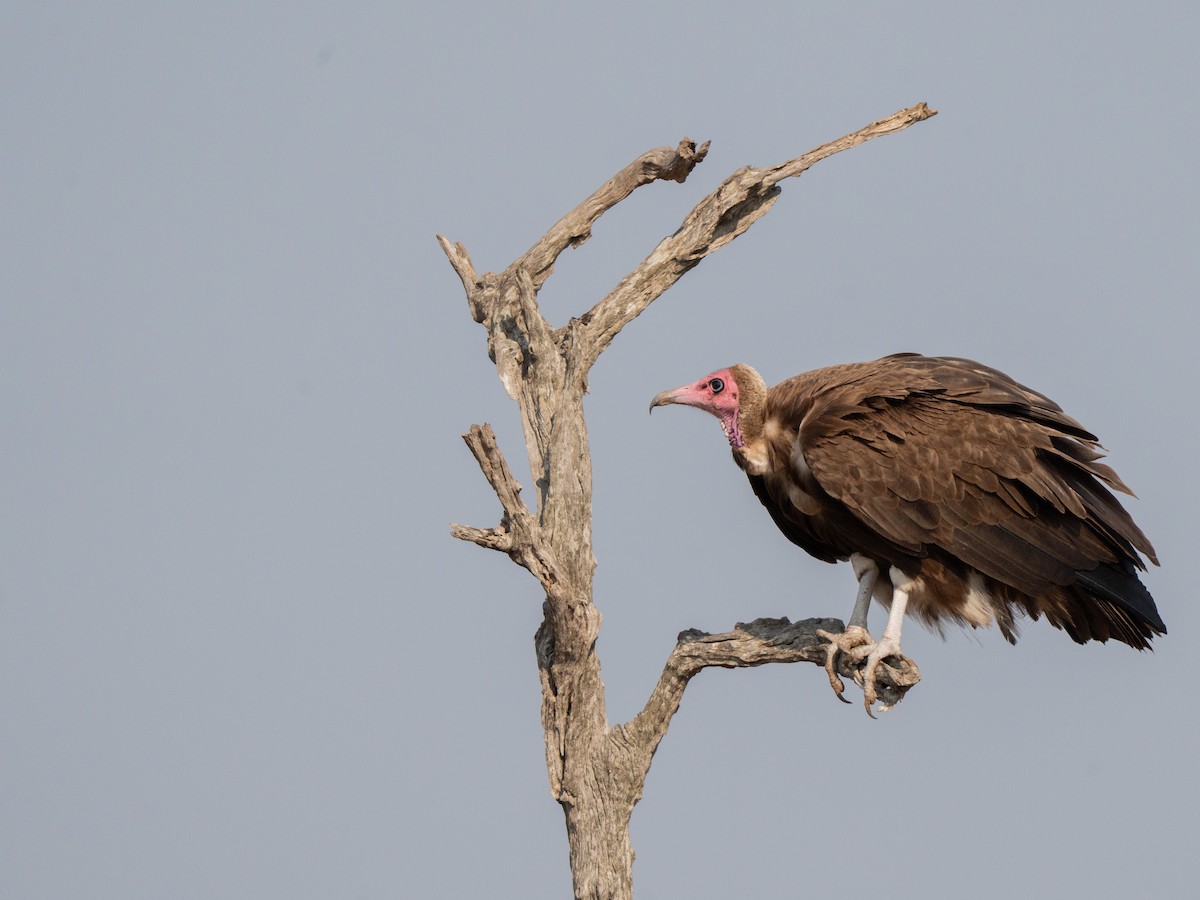 Hooded Vulture - ML643874356