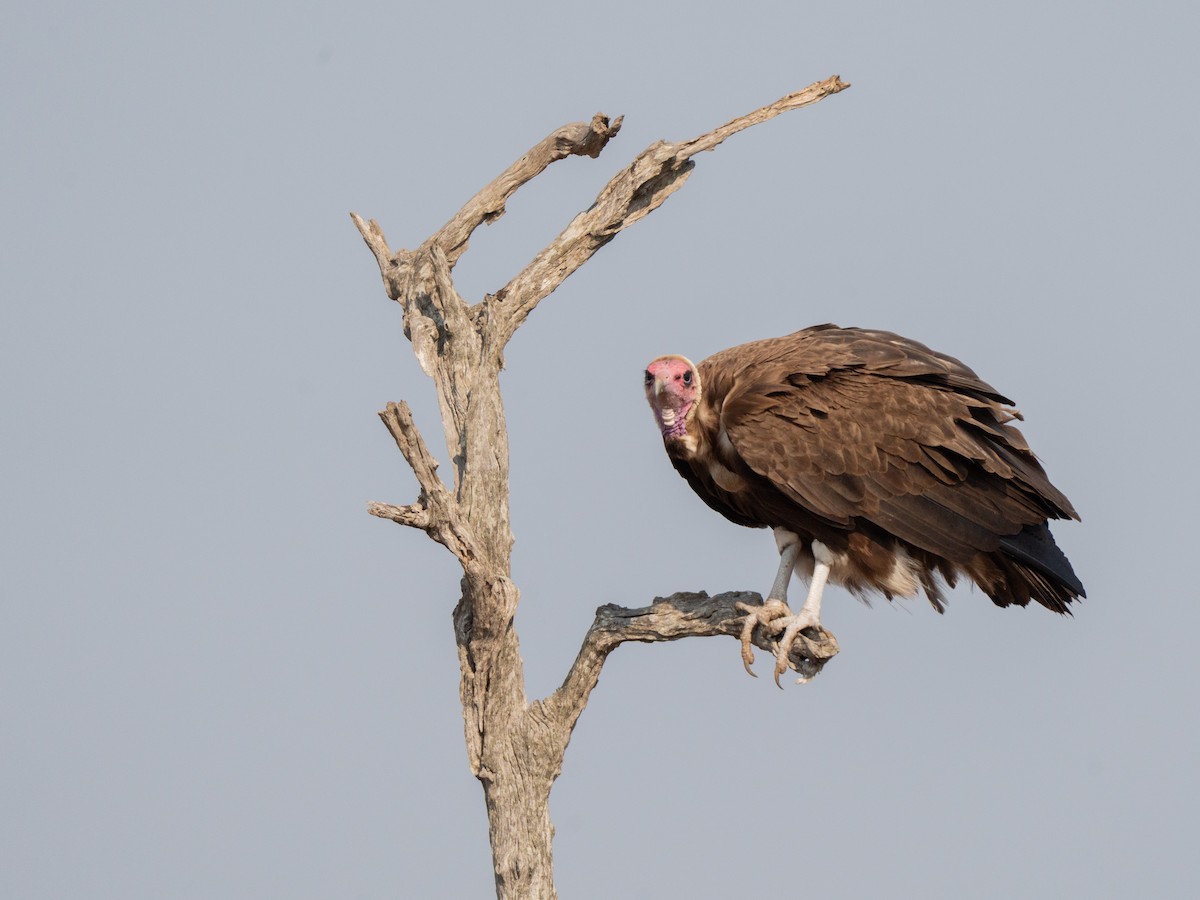Hooded Vulture - ML643874357