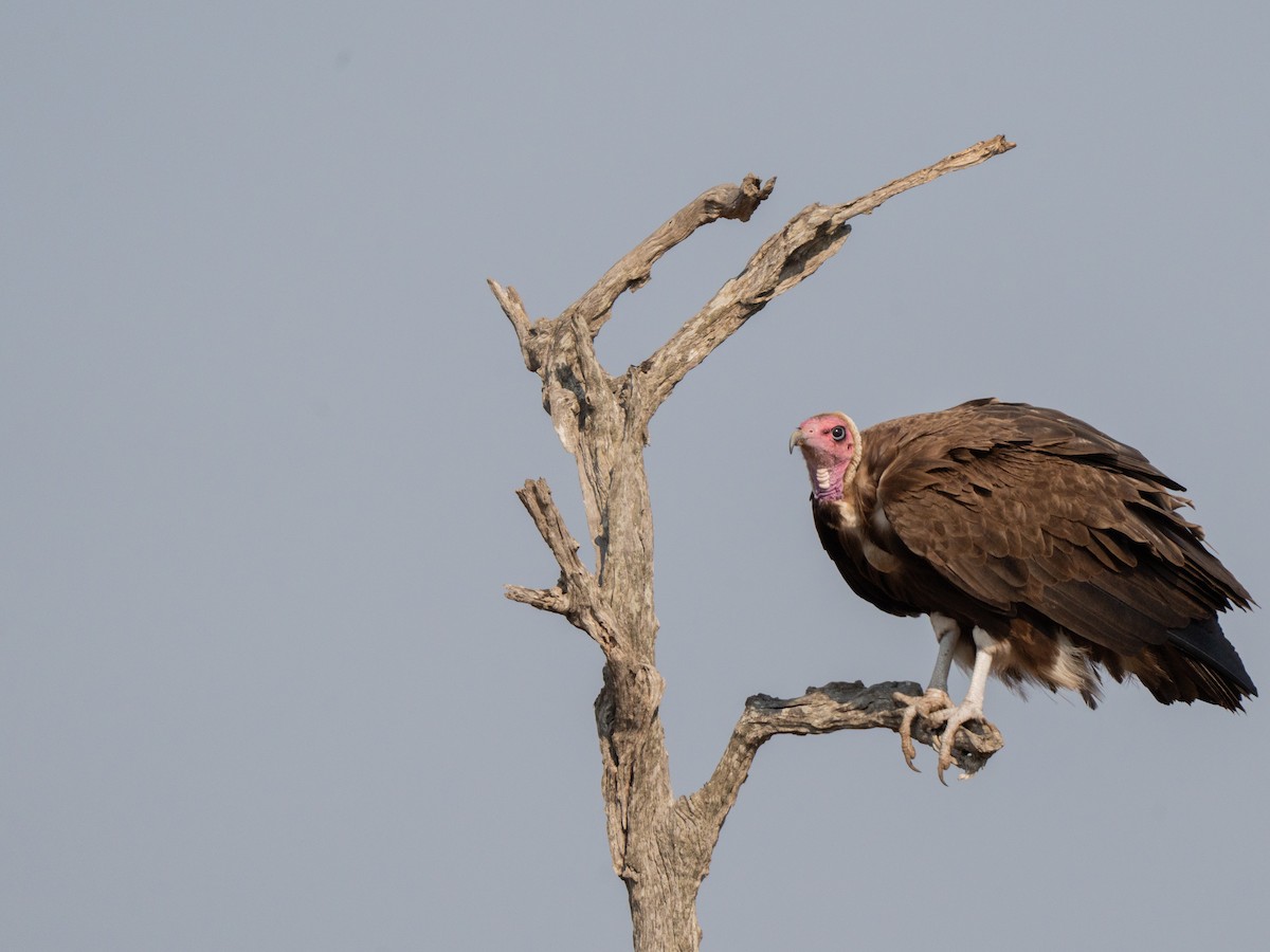 Hooded Vulture - ML643874358