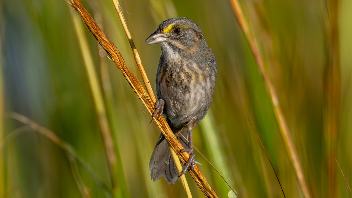 Seaside Sparrow - ML643874378