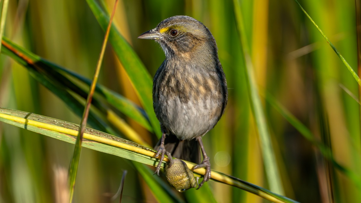 Seaside Sparrow - ML643874382