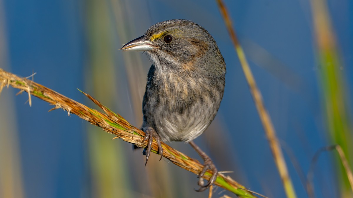Seaside Sparrow - ML643874388