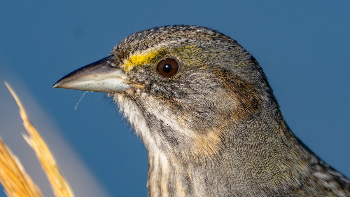 Seaside Sparrow - ML643874399