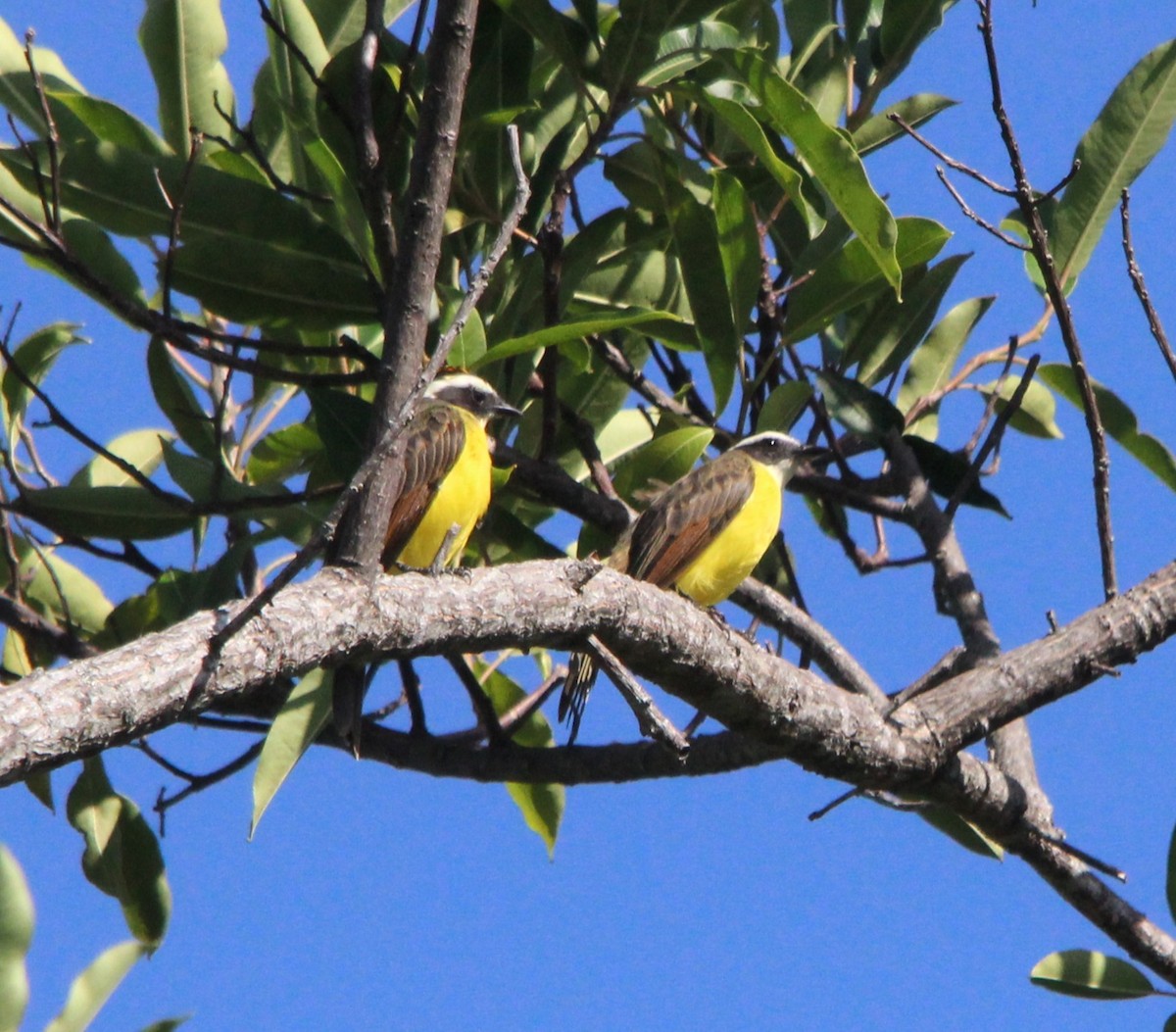 Rusty-margined Flycatcher - ML643874400