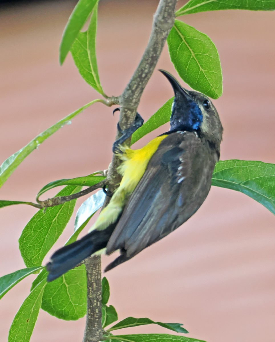 Sahul Sunbird - ML643874402