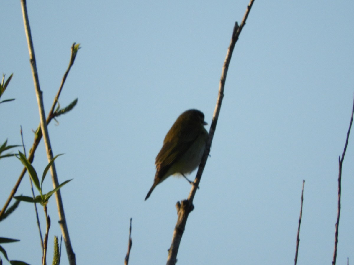 Hooded Siskin - ML643874415