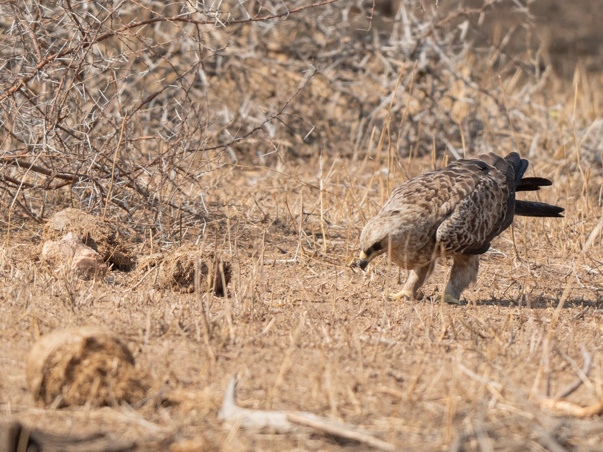 Tawny Eagle - ML643874416