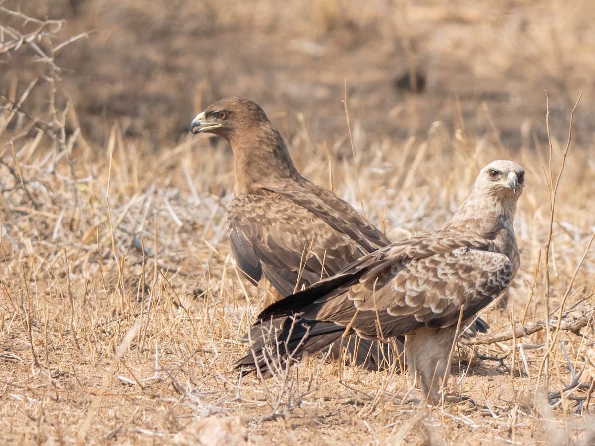 Tawny Eagle - ML643874417