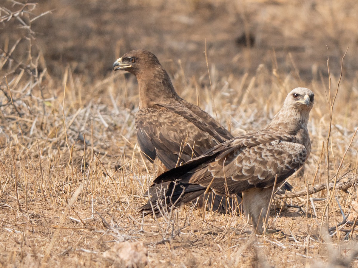 Tawny Eagle - ML643874418