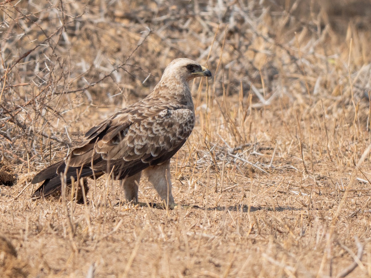 Tawny Eagle - ML643874419