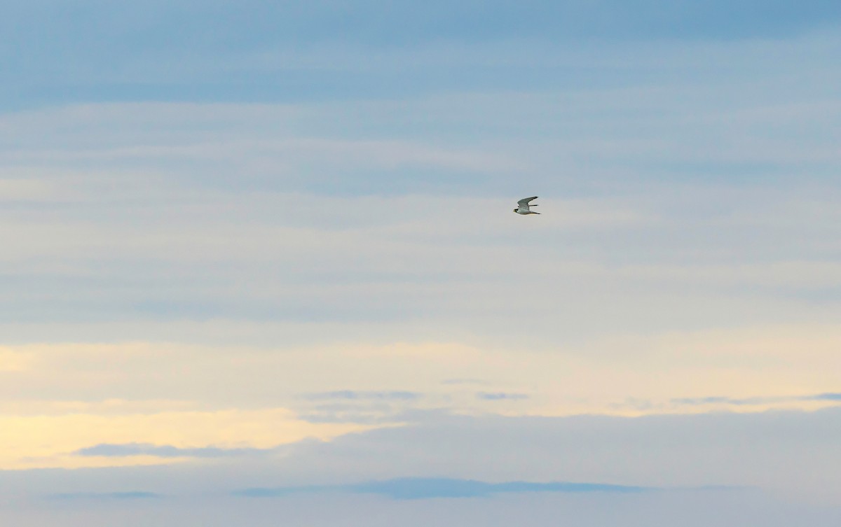 Peregrine Falcon - ML643874420