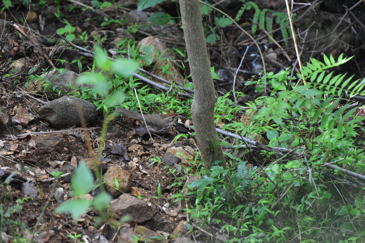 Puff-throated Babbler - ML643874466