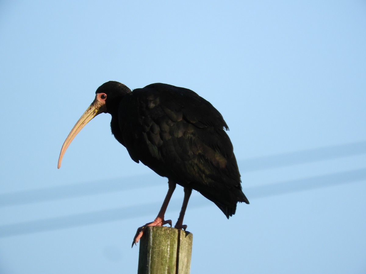 Ibis Afeitado - ML643874467