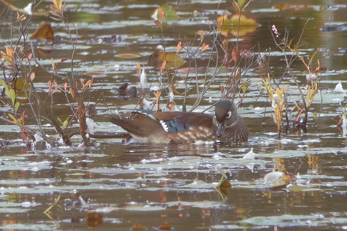 Wood Duck - ML643874512