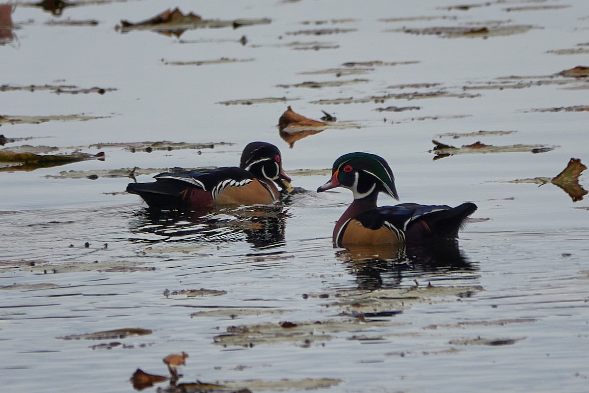 Wood Duck - ML643874513