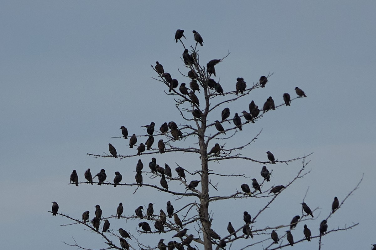 European Starling - ML643874521