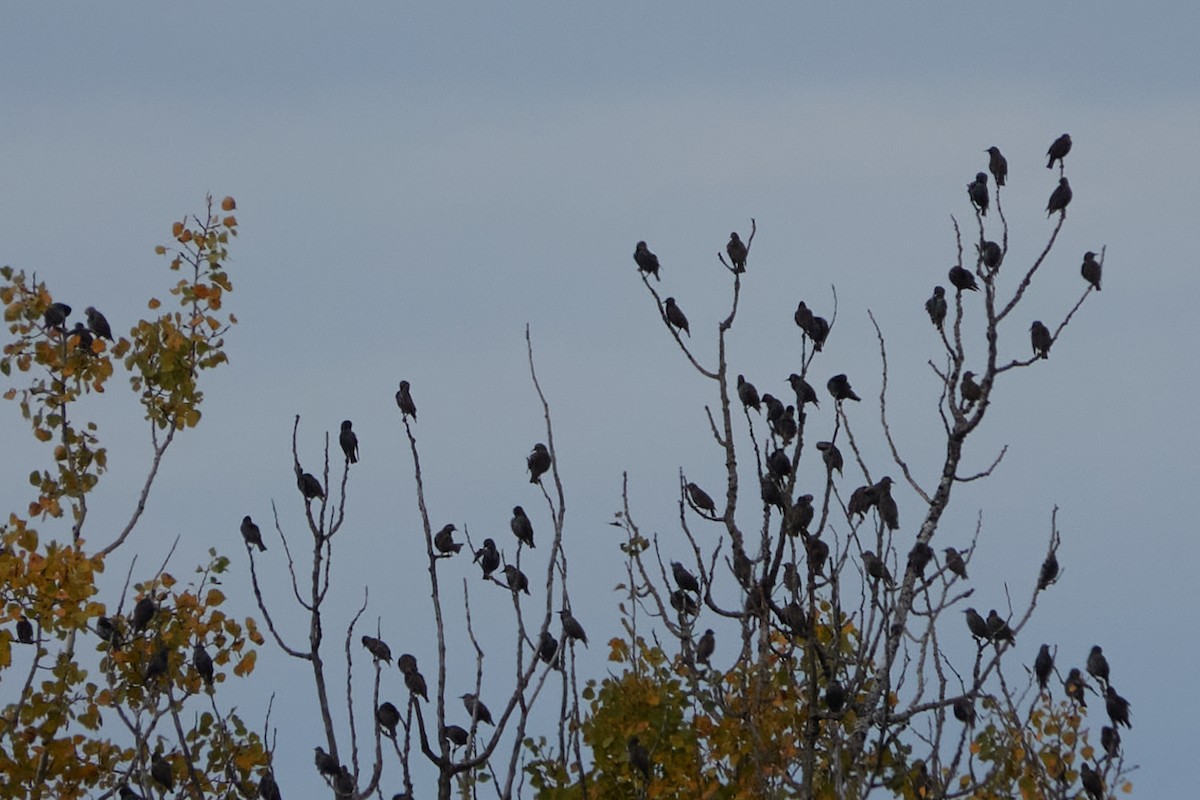 European Starling - ML643874522