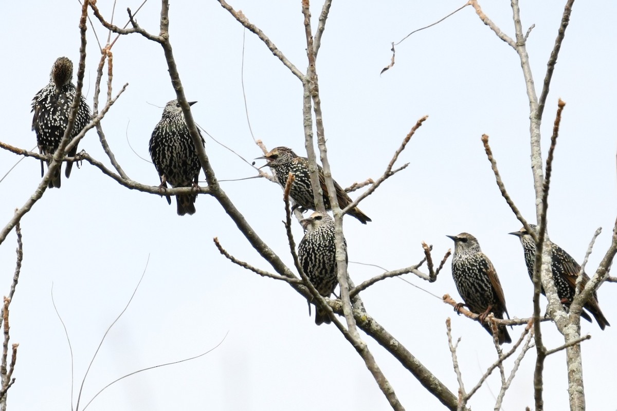 European Starling - ML643874528