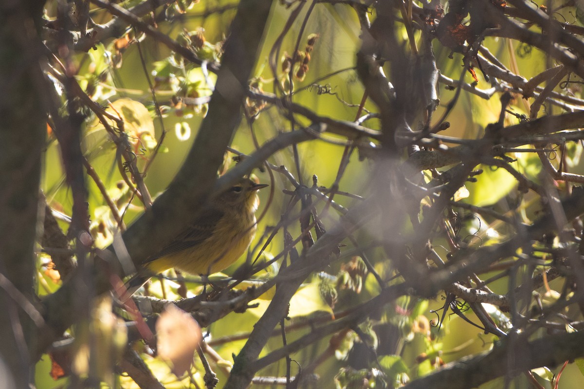 Palm Warbler (Yellow) - ML643874543
