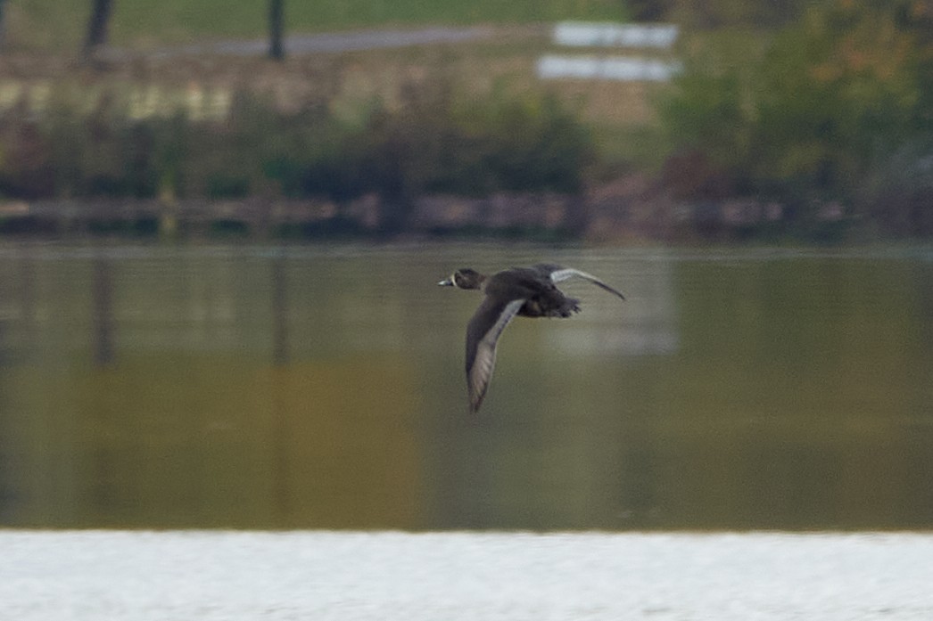 Ring-necked Duck - ML643874546
