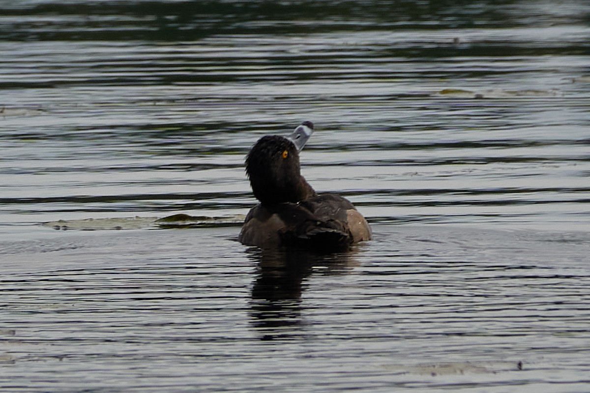 Ring-necked Duck - ML643874547