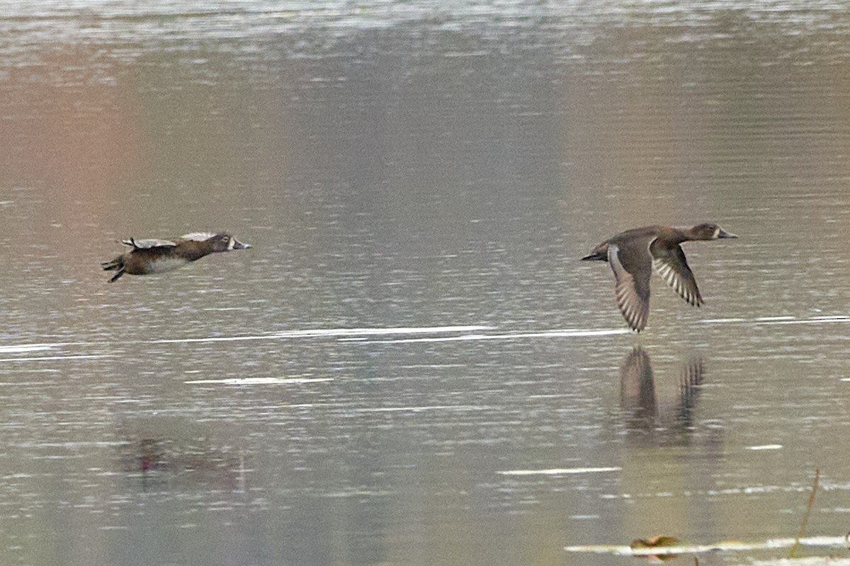 Ring-necked Duck - ML643874548