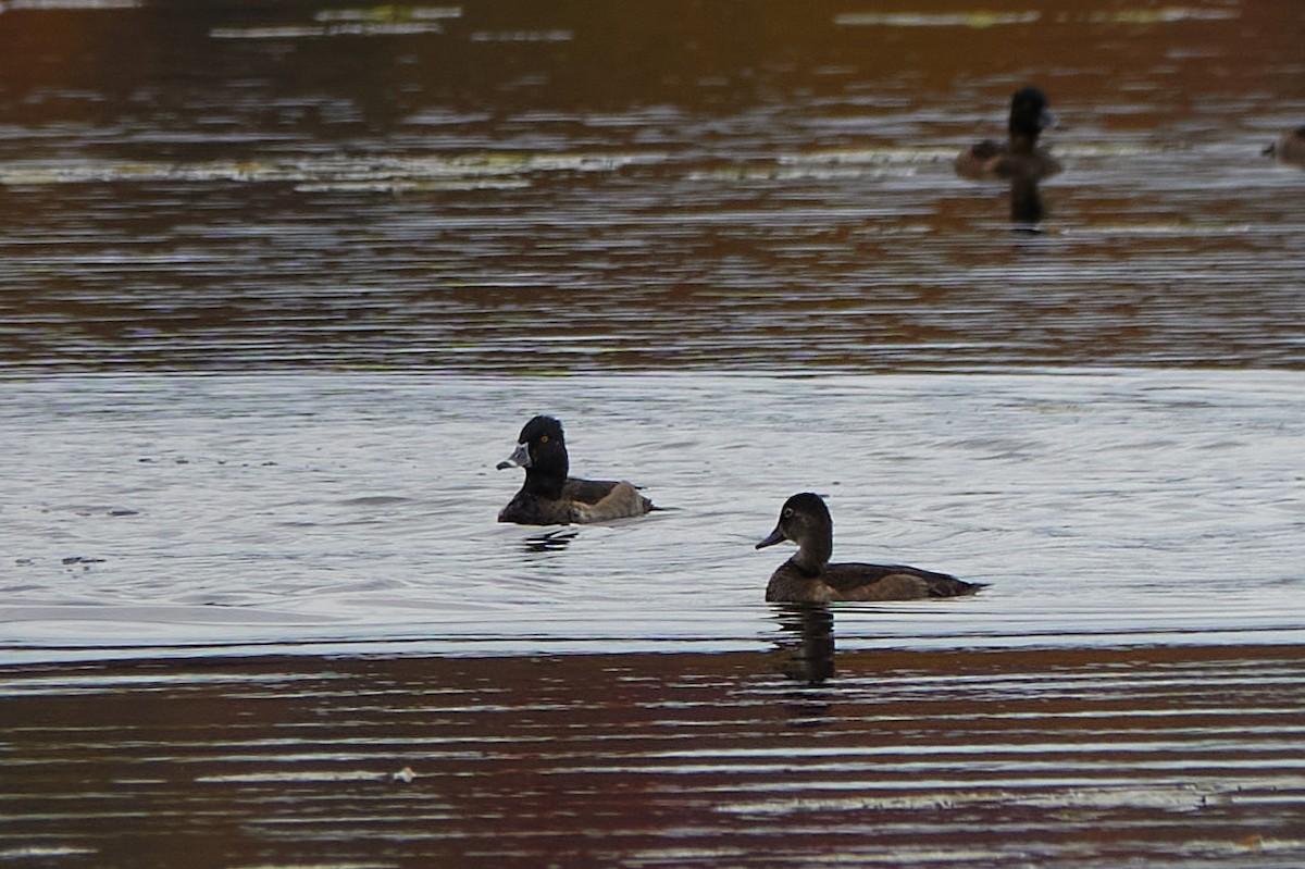 Ring-necked Duck - ML643874549