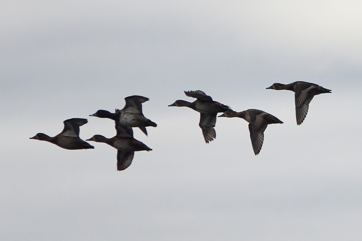 Ring-necked Duck - ML643874551