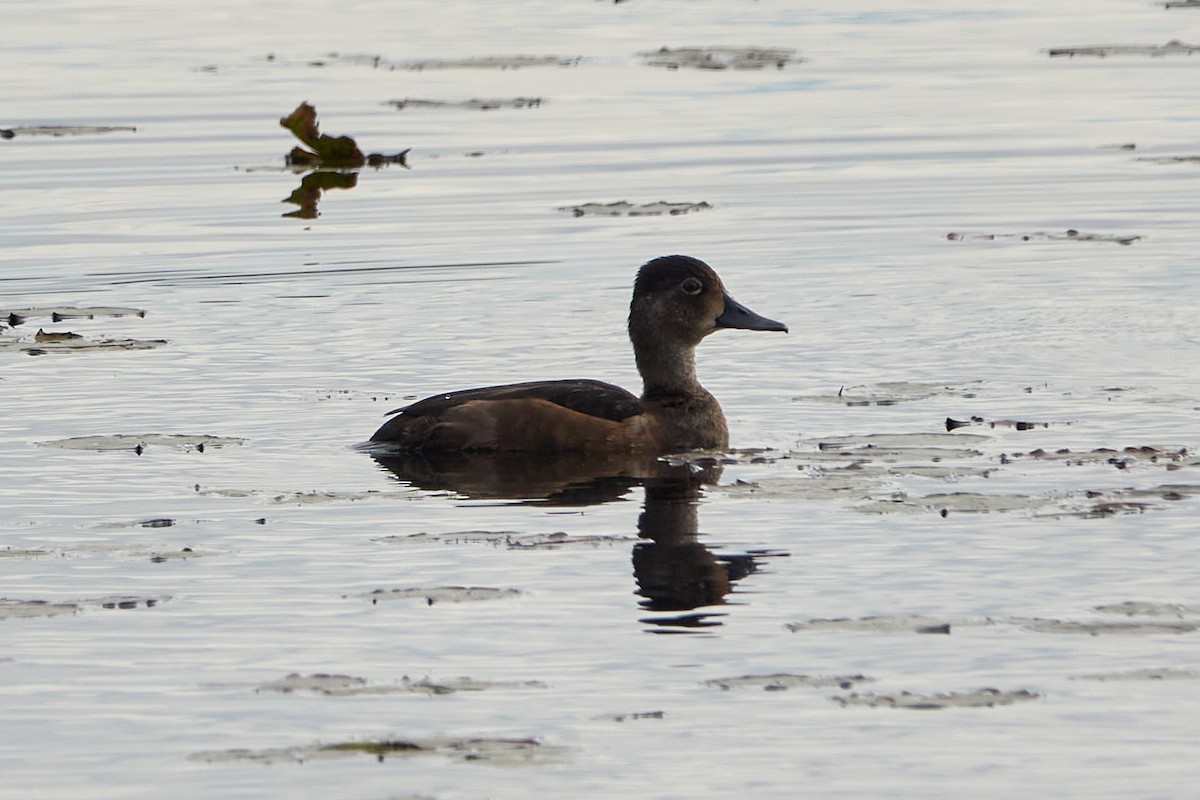 Ring-necked Duck - ML643874552