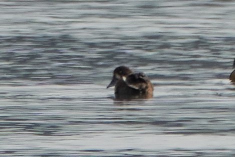 Greater/Lesser Scaup - ML643874553